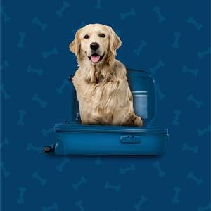 Pet Friendly Hotel ILUNION San Sebastián San Sebastián