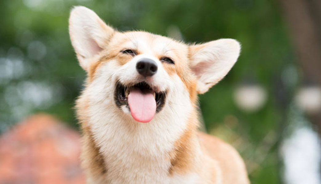 Consulta los establecimientos donde puedes traer a tu mascota Hotel ILUNION San Sebastián