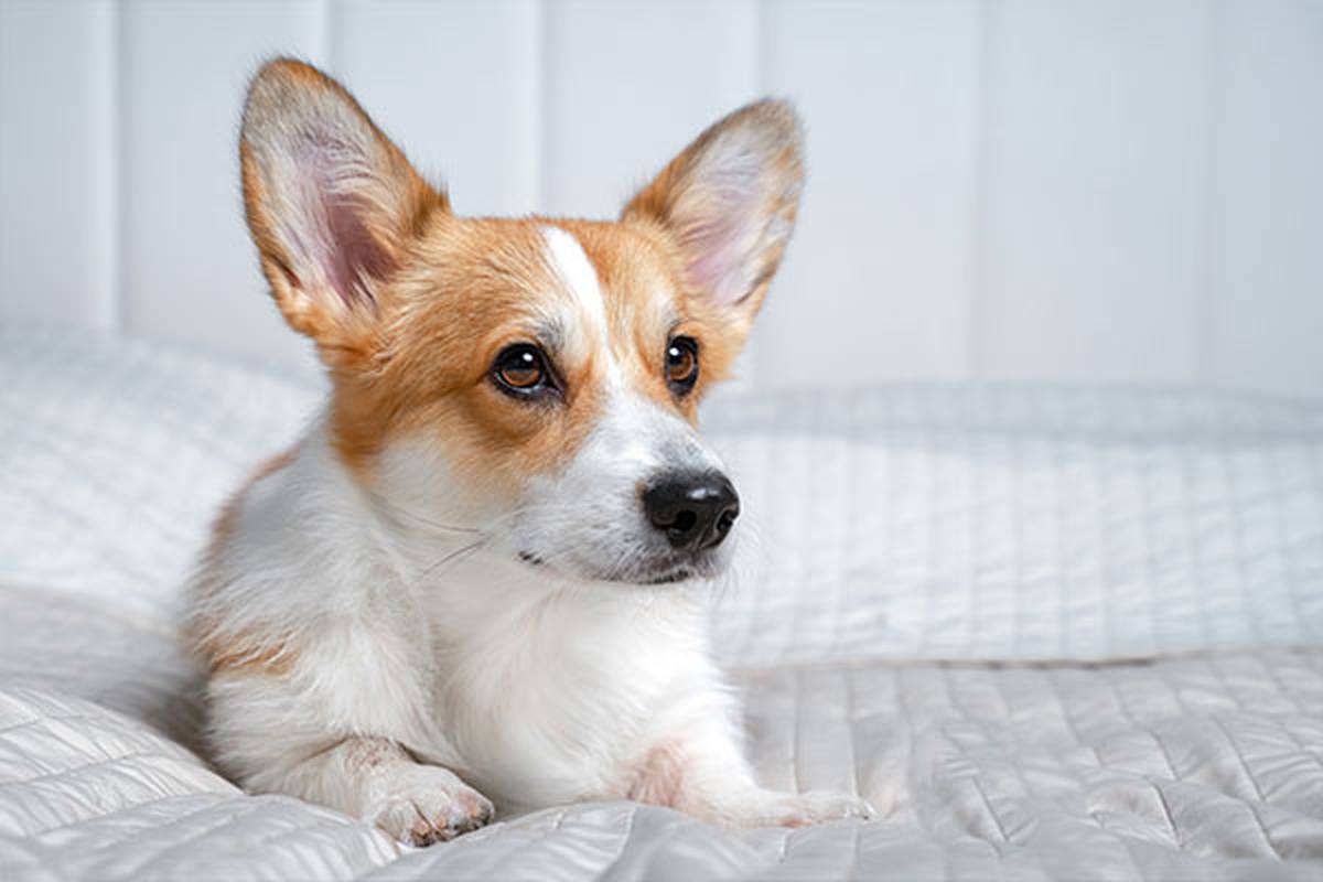 1. selecciona una habitación pet friendly Hotel ILUNION San Sebastián