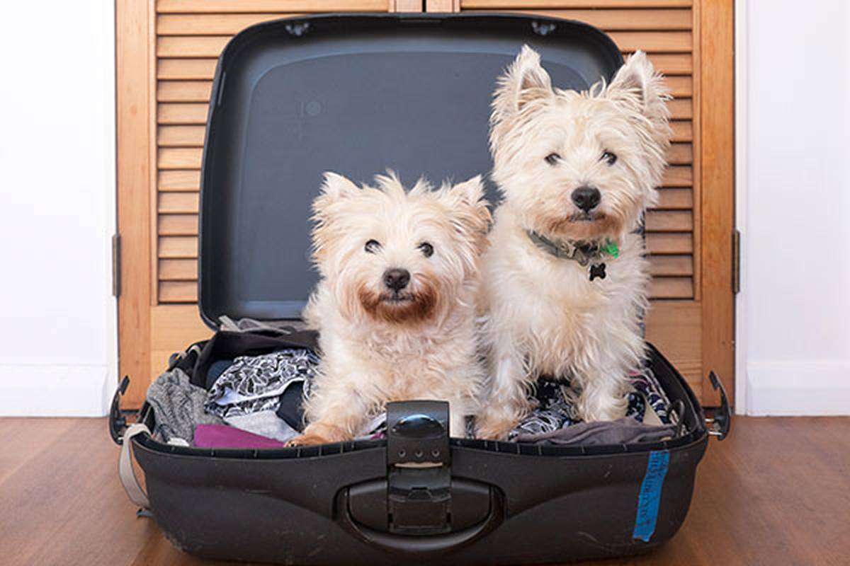 2. informarnos de tu mascota Hotel ILUNION San Sebastián